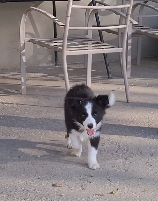 Border collie - czarno- biała  z metryką ZKwP