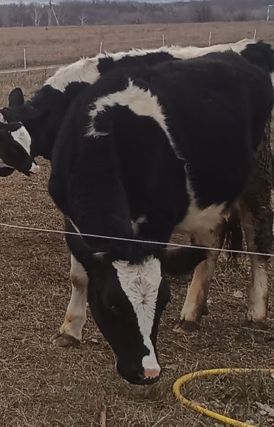 Продам чорнорябу корову