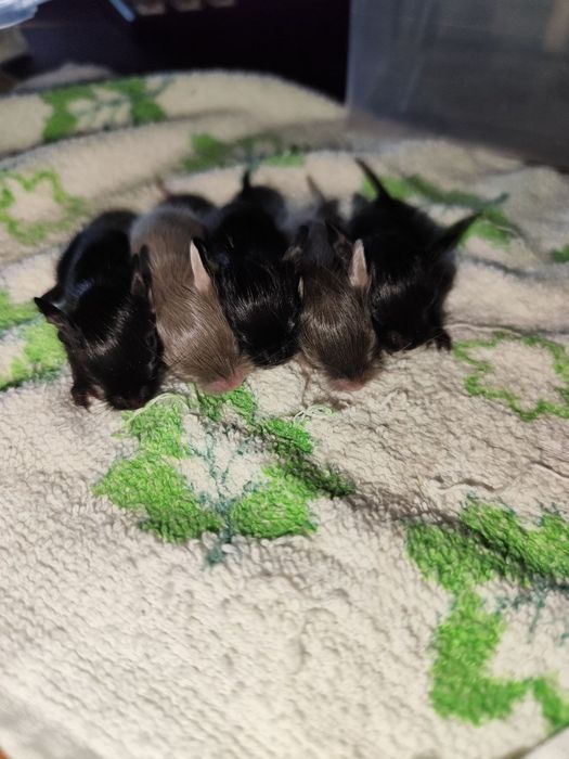 Продам чилійських