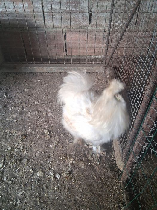 Galo sedoso com um ano