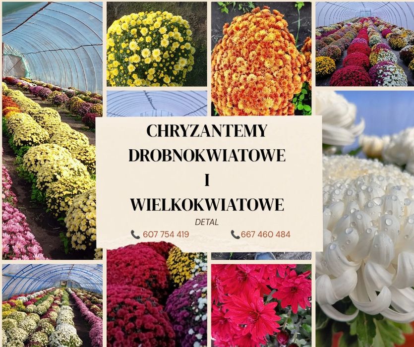 Chryzantemy drobnokwiatowe i wielkokwiatowe
