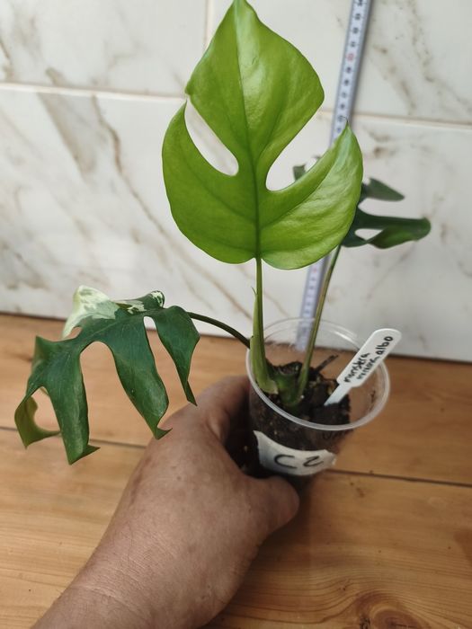 Lote de plantas monsteras variagatas