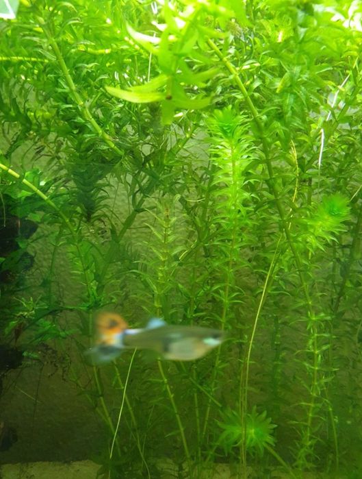 Elodea Densa. Planta natural de aquário.