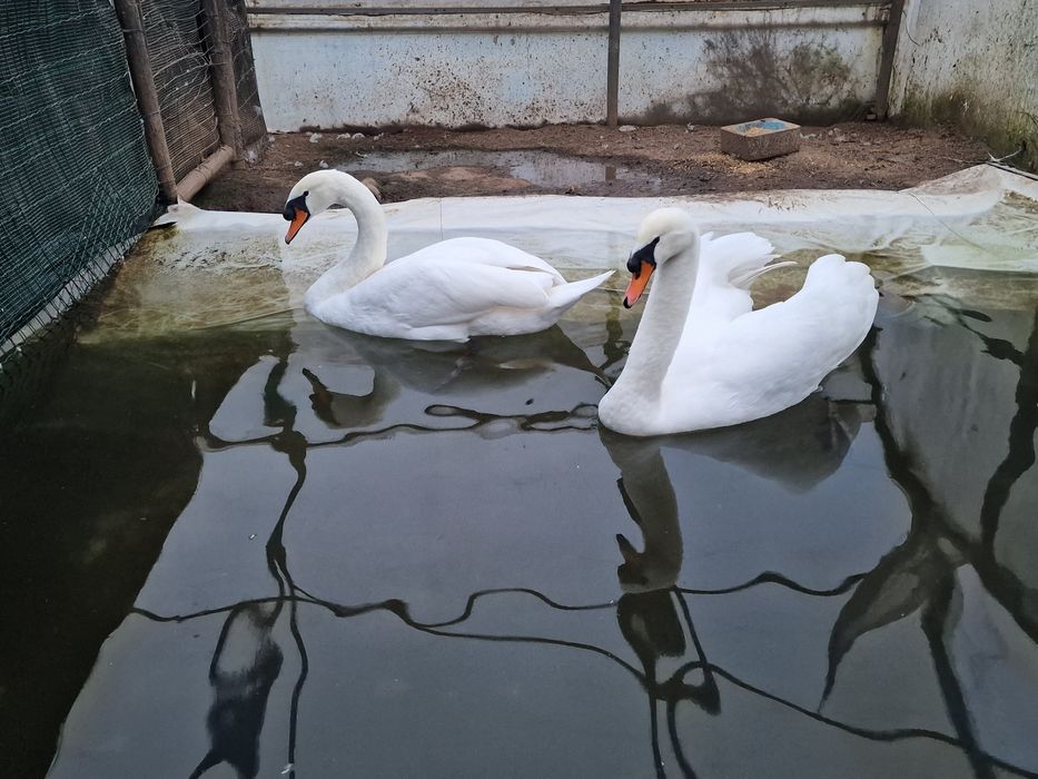 Cisnes brancos e pretos