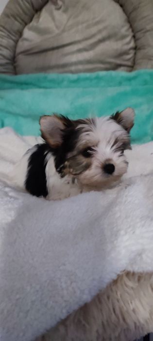 Yorkshire terrier biewer suczka