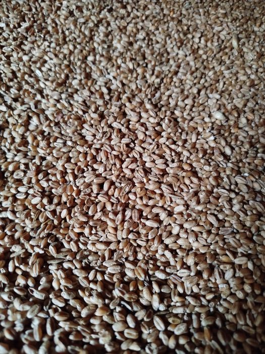 Pszenica / pszenica ozima