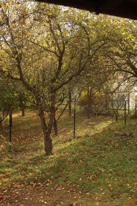 Działka ROD Oaza Uniszowice, pięknie położona, duża 500 m² z domkiem drewnianym, prąd, woda - Widok 3
