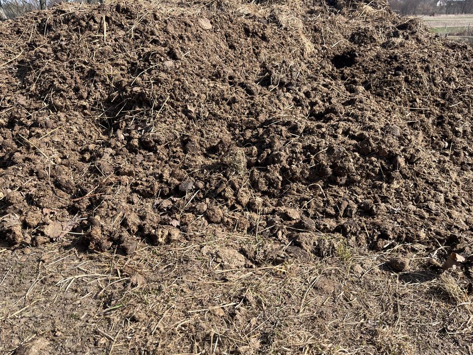 Obornik koński/ sama kupa