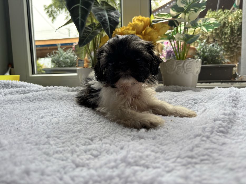 Sprzedam Pięknego Pieska Rasy Shih Tzu