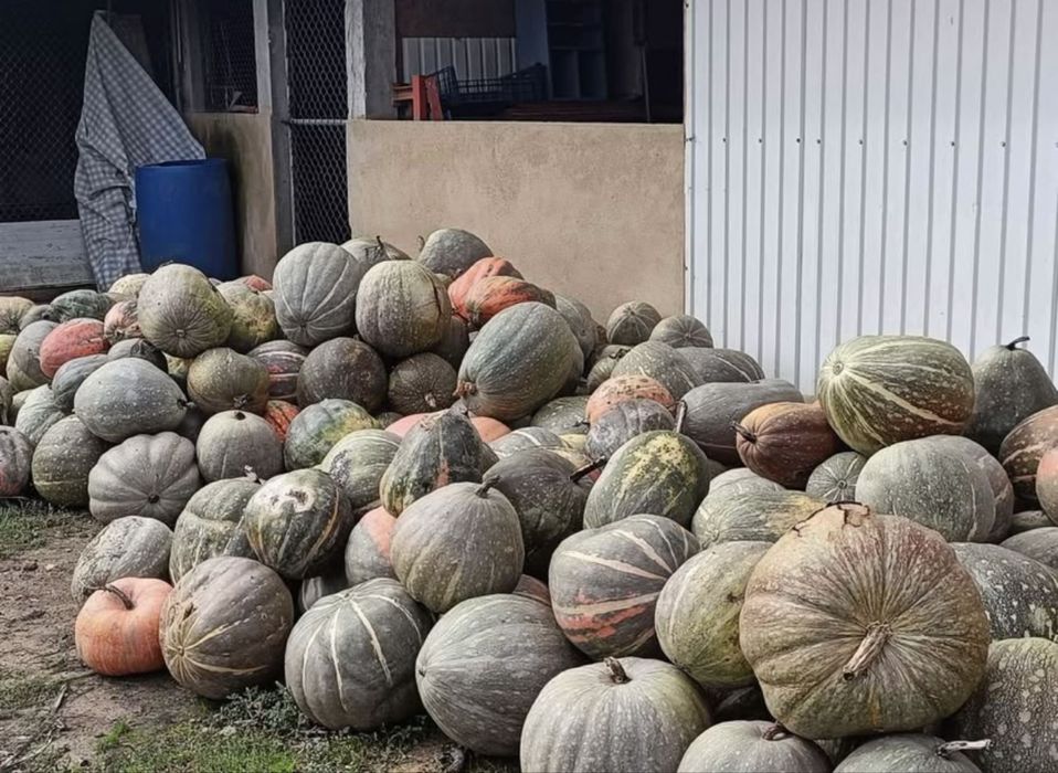 Vendo abóboras ás duzias
