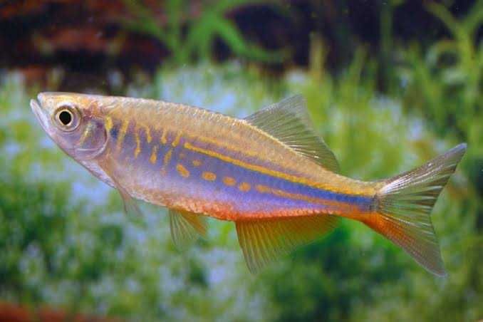 Danio Malabarskie XL Sklep Zoologiczny Żyrafa Kraków