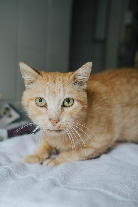 Dino para adoção responsável