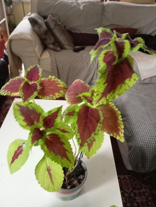 Plantas Naturais 4 euros cada