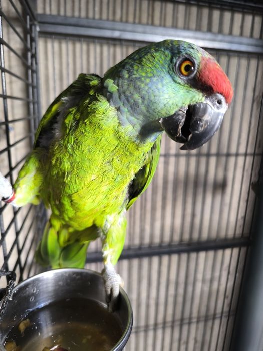 Papagaio Festiva Bodini
