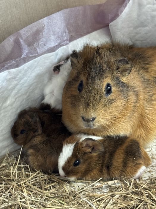 Продам морских свинок(свои)