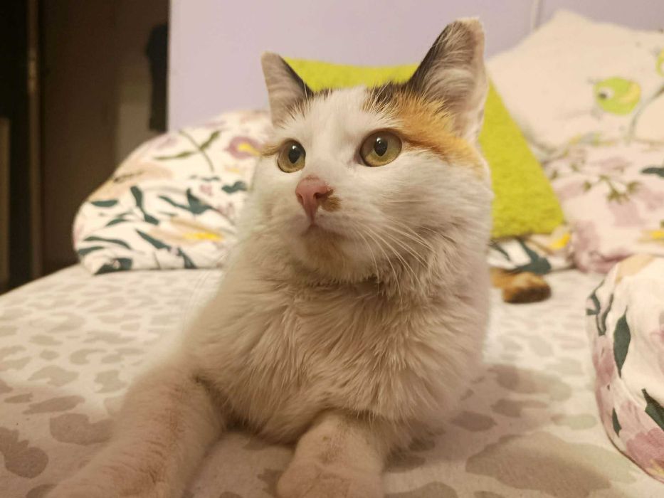 Urocza kotka Mafra szuka domku