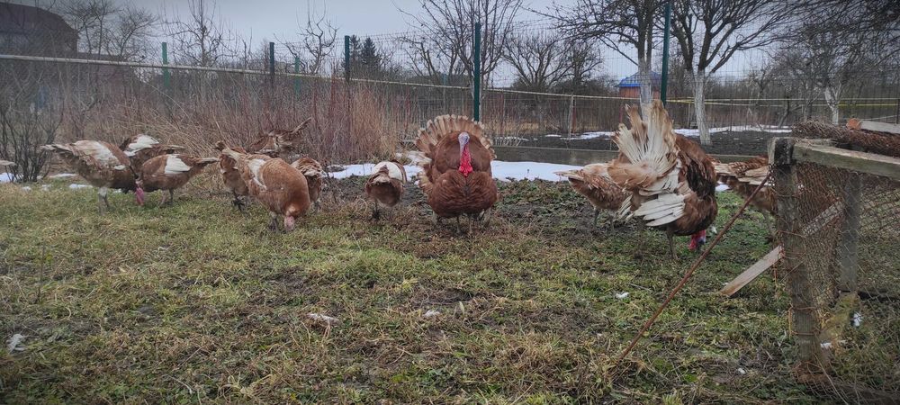 Індики Бурбони 12 місяців