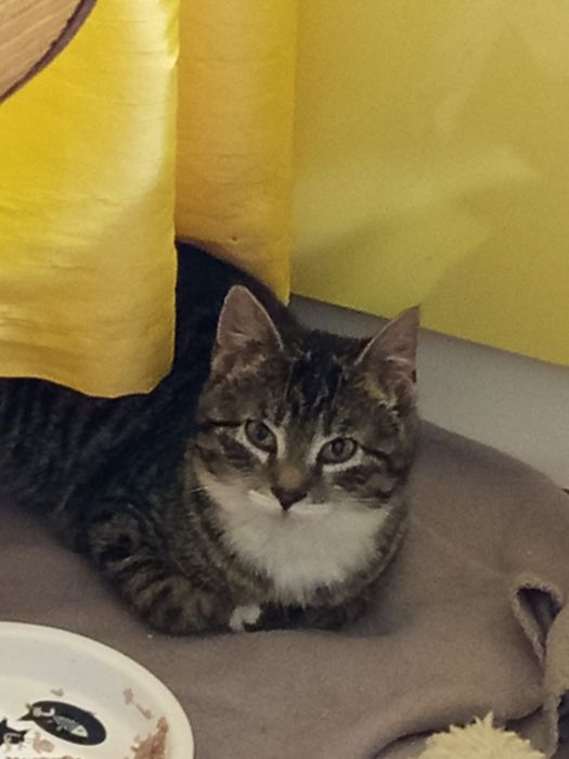 Mała kotka szuka domu niewychodzącego