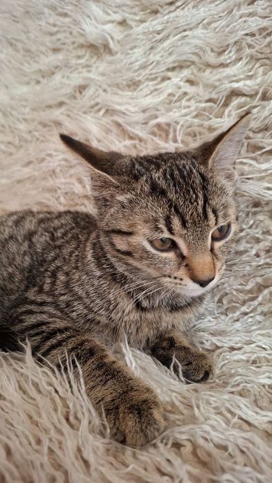 Róża 3,5 miesięczna przytulanka,adopcja.