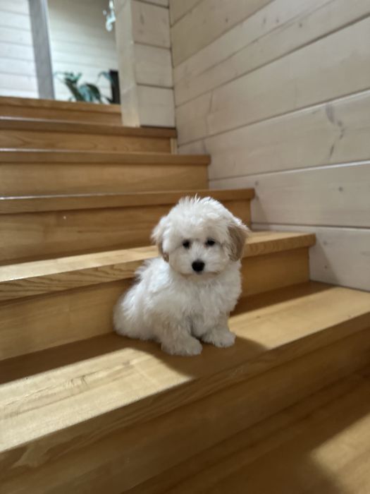 Мальтипу ф1 мини  3 месяца Кремового окраса (слоновая кость)