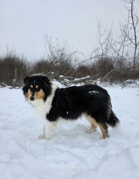 Продається хлопчик коллі