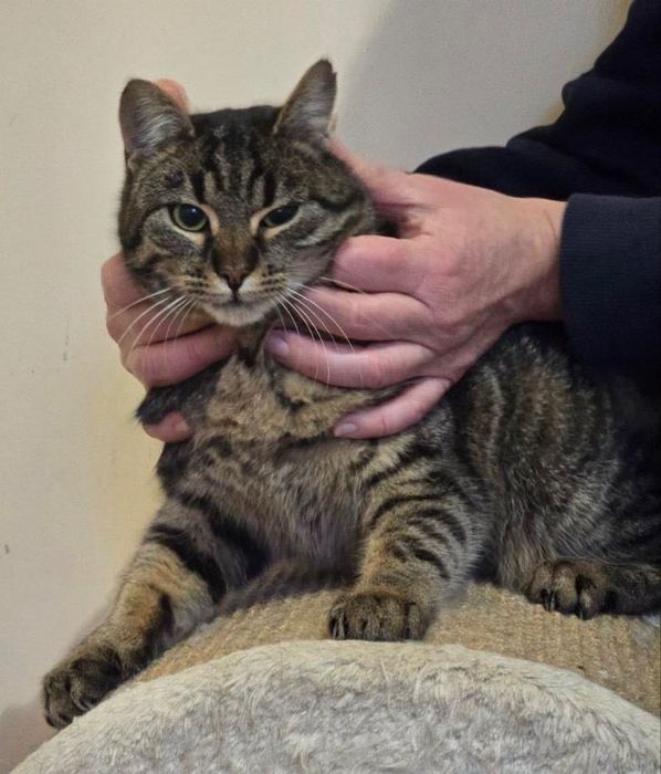 Котенок бесплатно