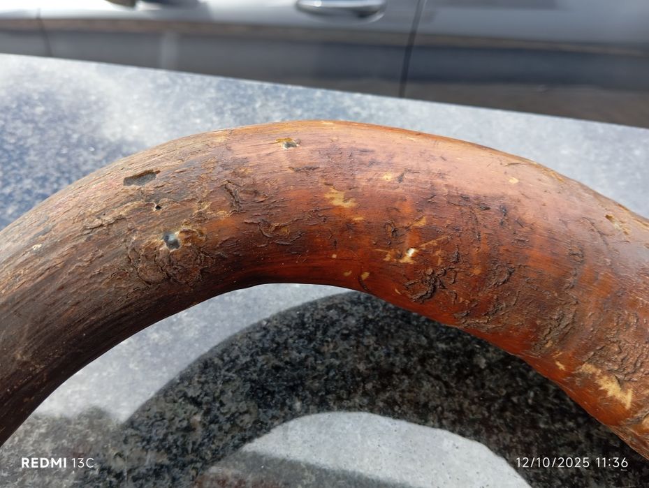 Corno real com aplique para pendurar