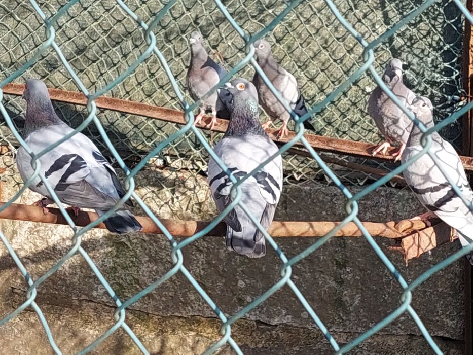 Pombas correias jovens