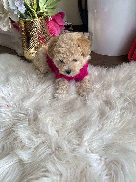 Шикарні vip якості мальтипу Ф-1