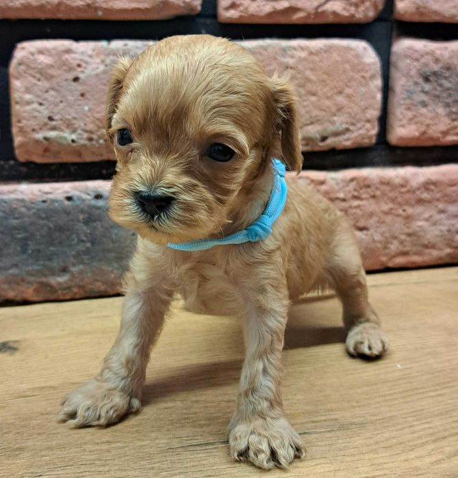 Cavapoo piękności