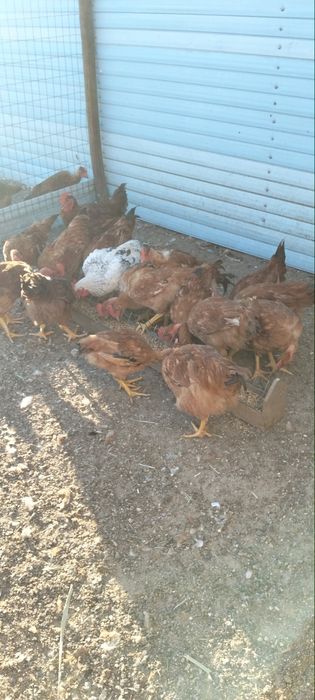Galos     caseiros