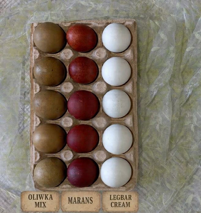 Jaja lęgowe Marans, Legbar Cream, jajka oliwkowe