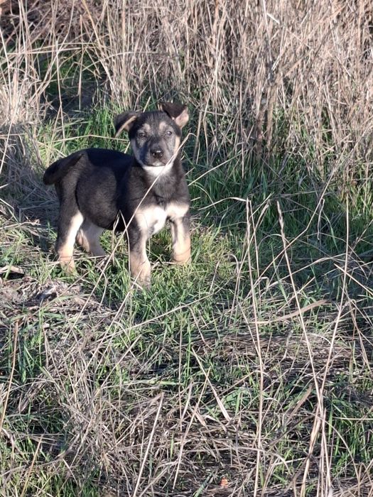 Щенок.  цуцик, собаченя