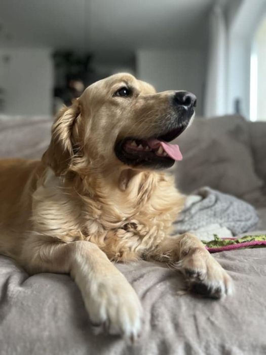 Lana - golden retriever do adopcji