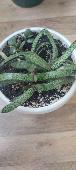 гастерія сукулент  вазон