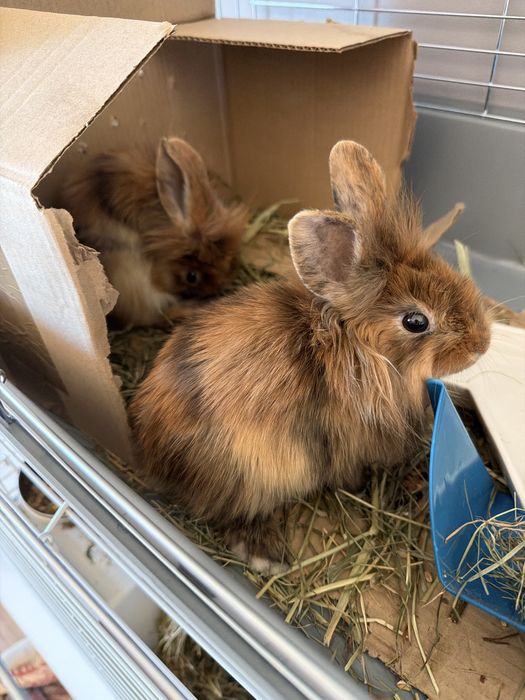 Króliki miniaturka parka rasa Lew