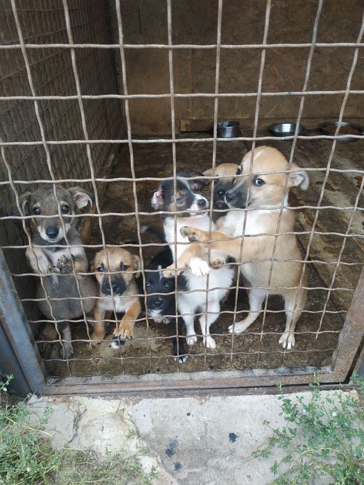 Щенки, мальчики и девочки