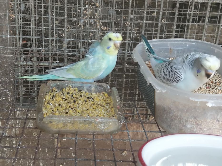 Piriquitos Harogromos e Australianos