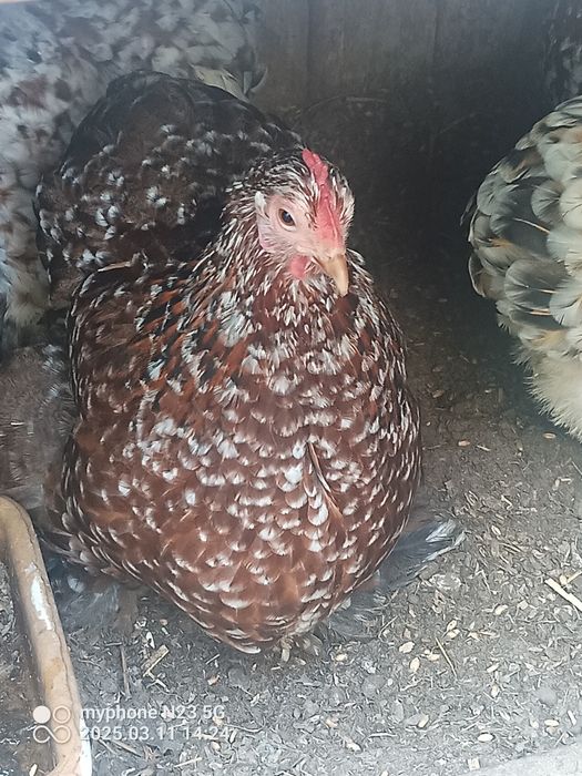 Koguty kochin miniaturowy porcelanowy