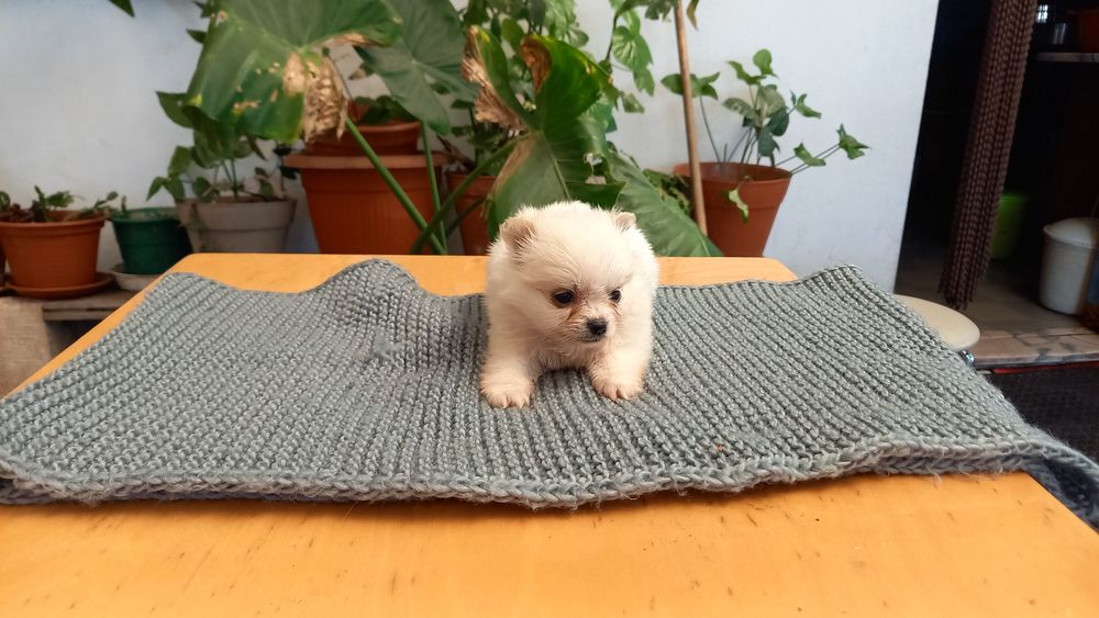 Spitz Alemão Lulu com vacinas