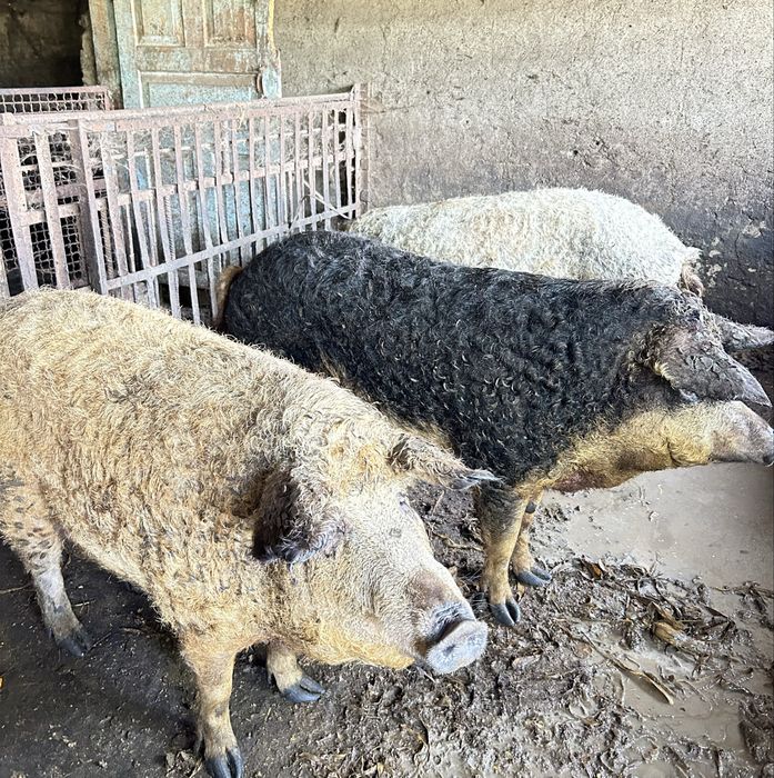 ПРОДАМ свині живою вагою