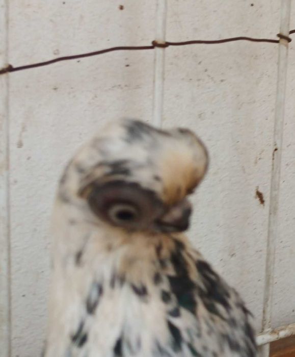 Gołebie ozdobne szek polski staluchy masciuchy