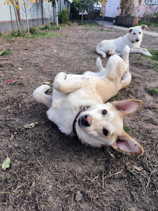 Собака безкоштовно,супер пропозиція!