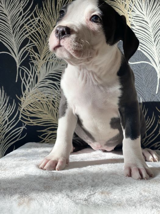 Шикарна чорно біла красуння Аст