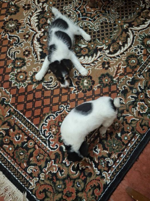 Хлопчики фокстерьери  3 місячні