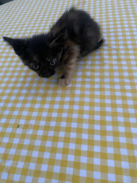 Gata bebé para dar