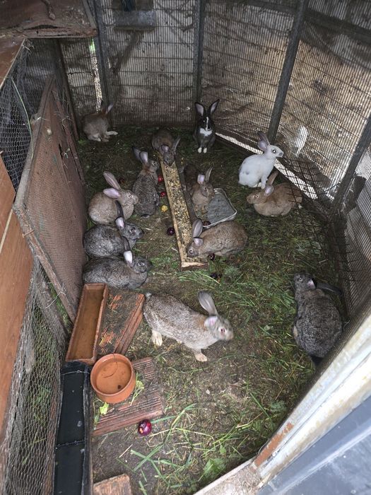 Vendo coelhos caseiros