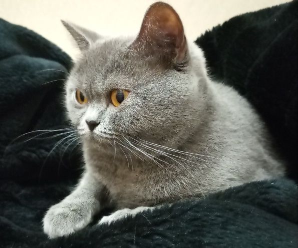 Ищу кота скоттиш фолд для вязки