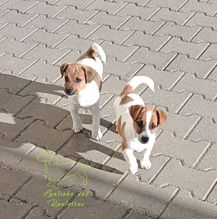 Jack russell terrier