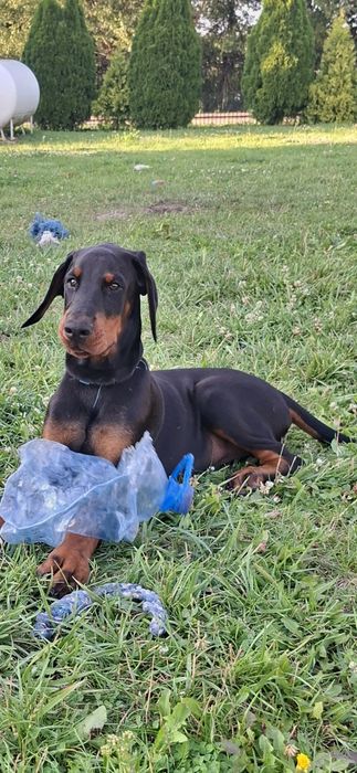 Doberman szczenie FCI